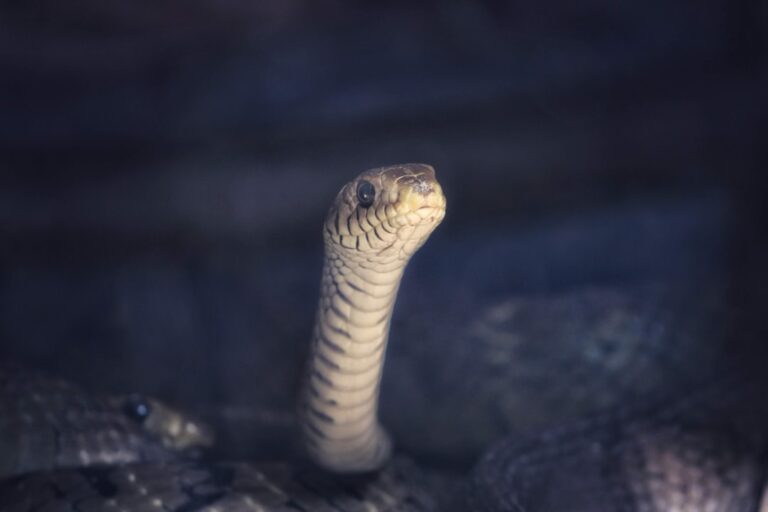 Automating Google Sheets with Python A StepbyStep